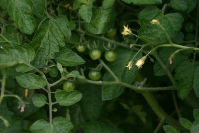 Cherries on the Way!