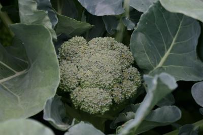Broccoli
