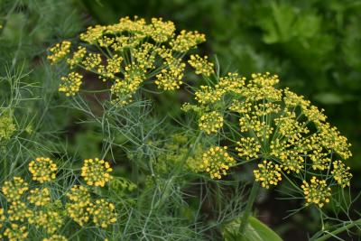 Dill2