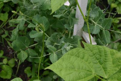 Peas and Beans