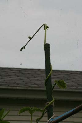 Reach for the Sky!