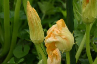 Pumpkin Blossoms