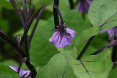 Eggplant