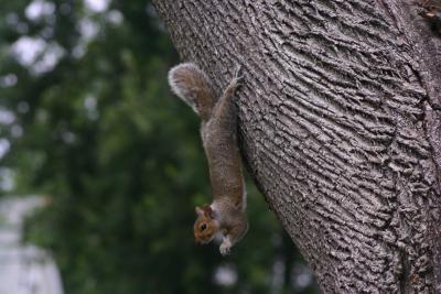 Never EVER seen a squirrel do this