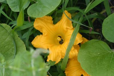 Bee Doubled