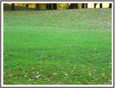 Feuilles mortes sur tendue verte