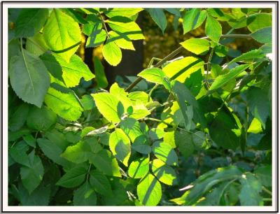 Ray of sun on green leaves