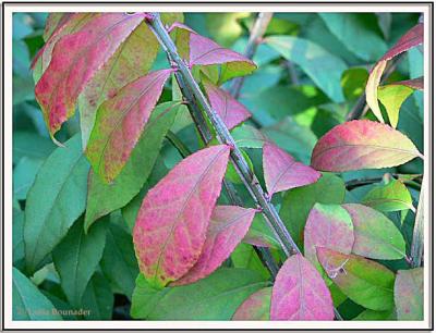Rouge sur fond vert