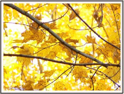 Tons de jaune