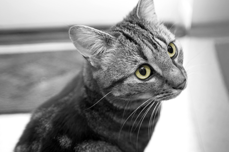 Olly