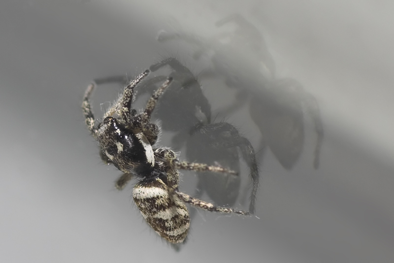 Zebra Spider