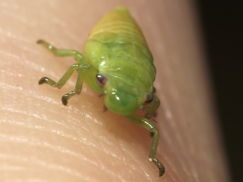 Froghopper Nymph