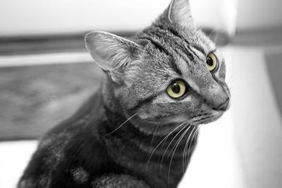 Olly