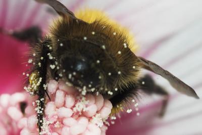 Bee-hind