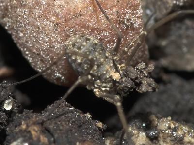 Harvestman