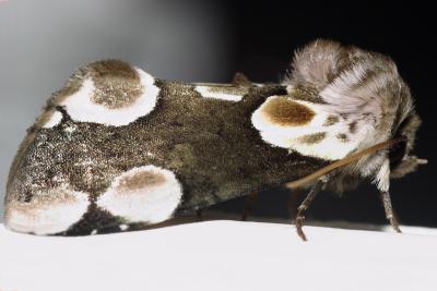 Moth