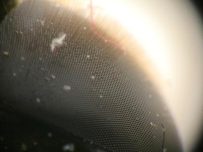 Hoverfly Eye