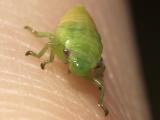 Froghopper Nymph