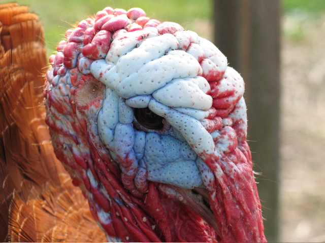 Turkey face - Bronx Zoo
