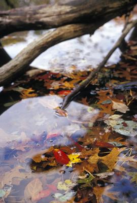 Autumn Leaves, Wellfleet, MA