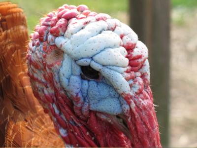 Turkey face - Bronx Zoo