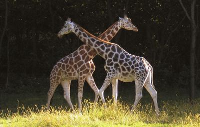 Giraffes - Bronx Zoo