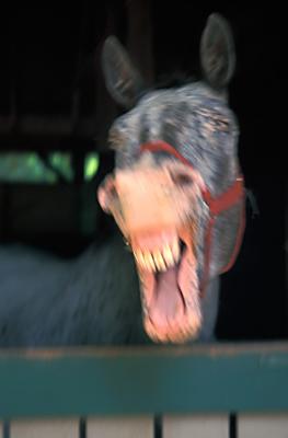 Horse Laughing