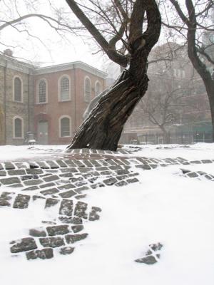 Tree - 2nd Ave, NYC