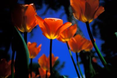 Tulips - Wellfleet, MA