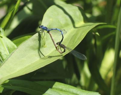 dragonflies.jpg