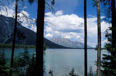 Tetons through trees