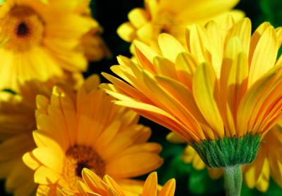 Gerber Daisies - Macy's Flower Show