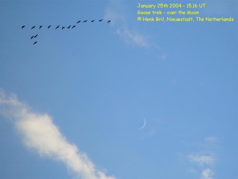 Goose trek - over the Moon