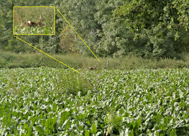 Jumping Deer in t Hout