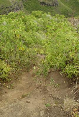 no hand holds, no slip stop for 1000 feet, dicey hike 