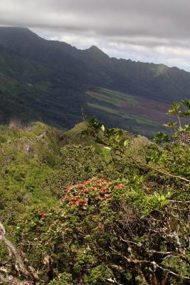 ohia tree blooms, looking north again 