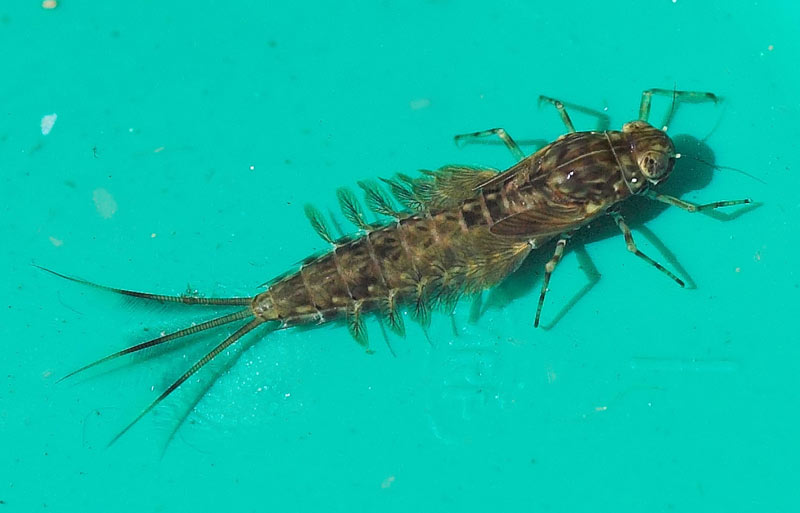 Gray drake nymph 2