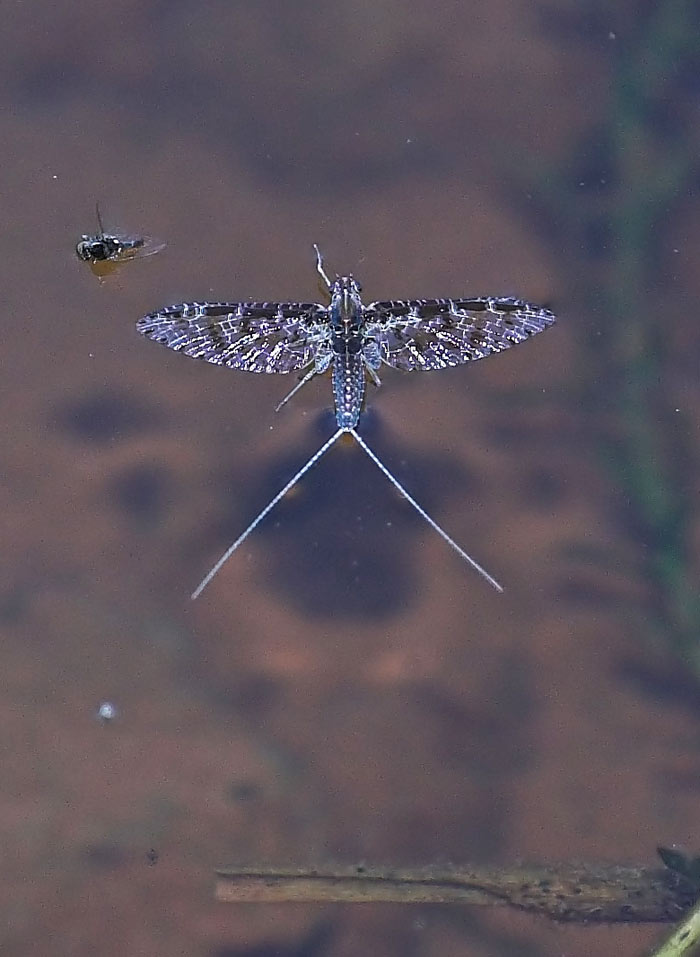 spinner on water