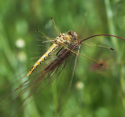 full wing yellow dragon on foxtail