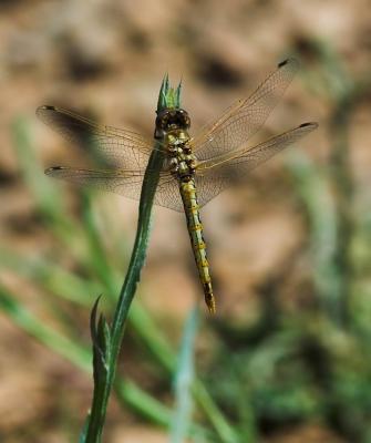 yellow dragon in v shape on twig