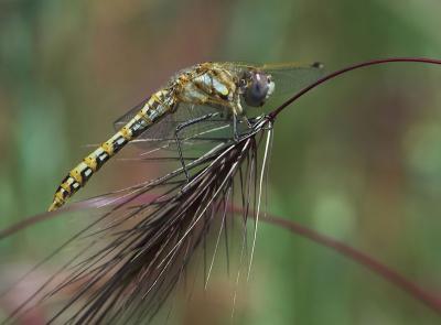 yellow dragonfly on foxtail