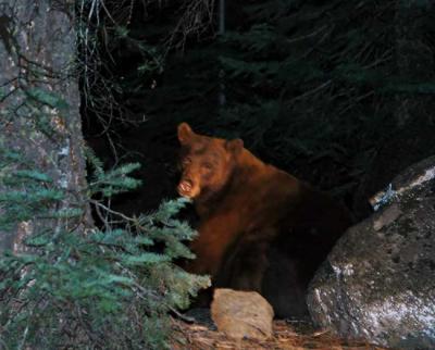 Gigantic Lake Almanor black bear in woods outside campground..  Friend with spotlight.  Wished for a longer lens!!