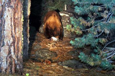 Lake Almanor Black bear enjoying cooler loot.   Trekked an hour and a half to photograph him in the act.