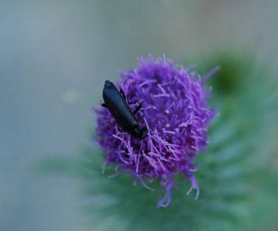 black beetle on thorn.jpg