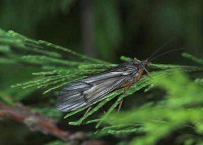 October caddis on cedar, Shingletown. CA