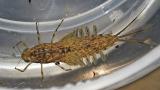 gray drake nymph from Manzanita Lake