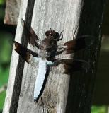 lovely clear tip wing dragon.jpg