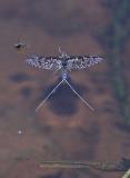 spinner on water