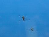 Water striders denting the surface