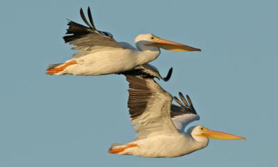 2 Pelicans flying_8483Ps`0509170726.jpg
